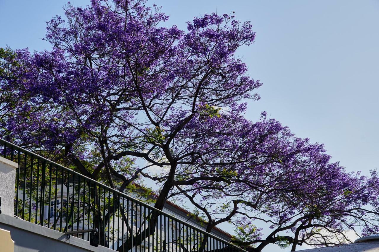 Pimenta Funchal Downtown Leilighet Eksteriør bilde